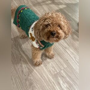 New! Gingerbread Dog Sweater